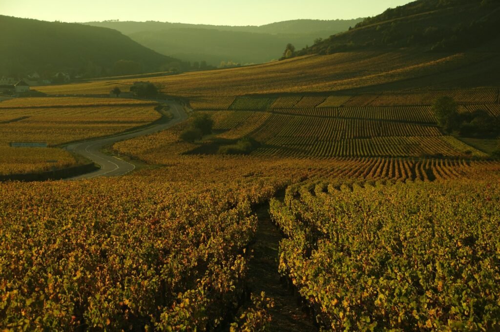 Burgundy vineyard at golden hour with warm earth tones