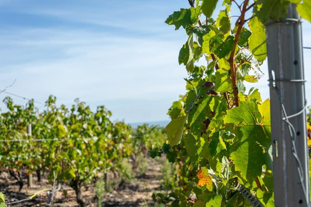 A grapevine on a vineyard fence representing Gamay and light-bodied reds that benefit from chilling red wine at lower serving temperatures