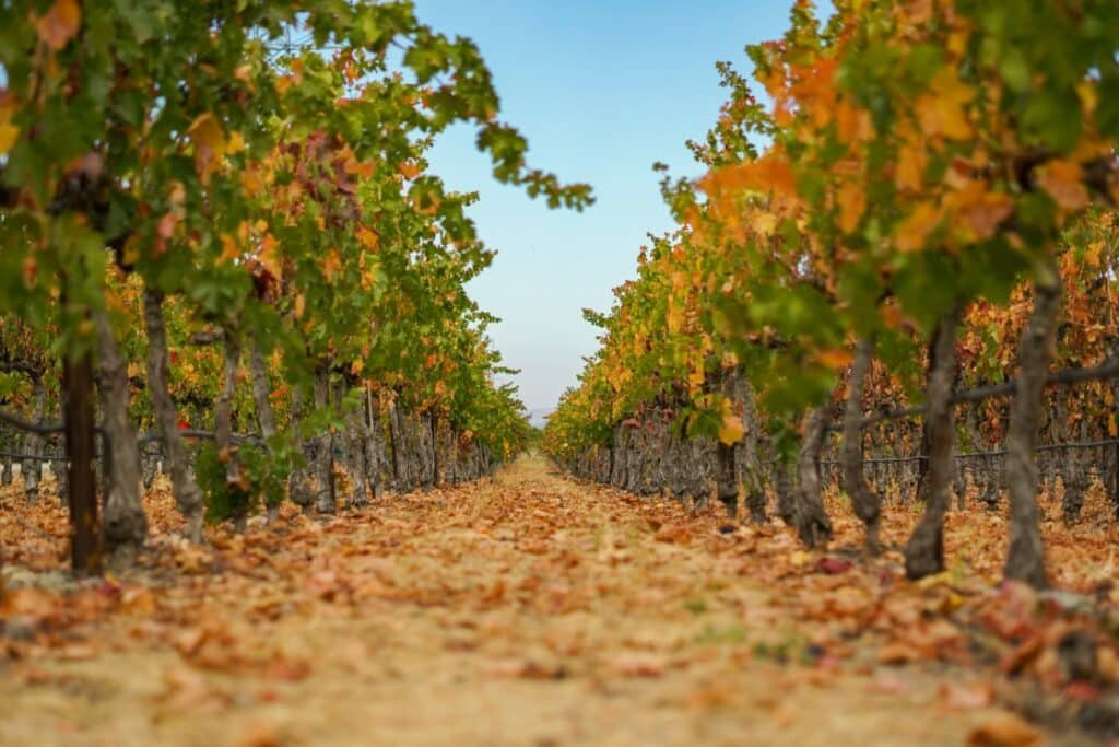 Autumn vineyard rows with fallen leaves in Livermore Valley California, symbolizing the American wine industry contraction