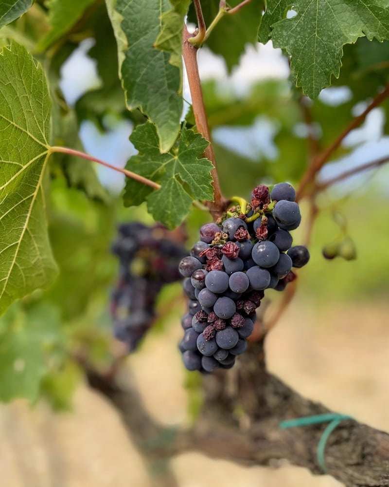 Nerello Mascalese grape cluster on volcanic vine in Etna contrada vineyard