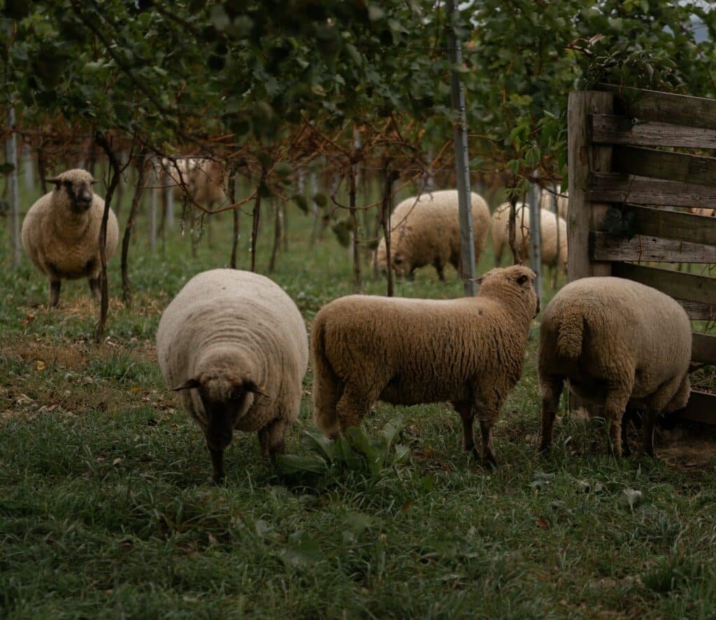 Herd of sheep grazing on a lush green field