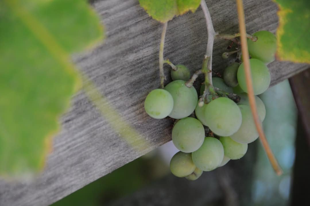Green grapes on the vine in a vineyard, representing the raw material behind wine label transparency debates