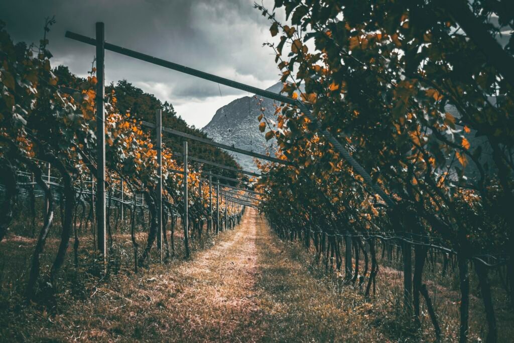 Vineyard rows stretching toward mountains under overcast sky — precision viticulture technology is quietly reshaping wine-growing landscapes like these