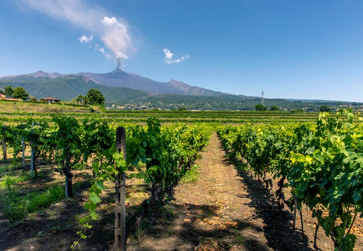 Etna Bianco, Out of Afterthought: Inside the DOCG Bid for the Volcano’s East Face East-face Mount Etna vineyards on volcanic soils, where Carricante makes its case for DOCG elevation